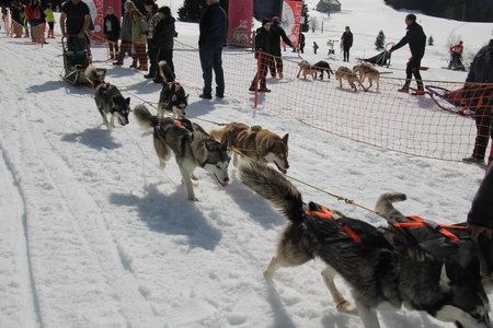 La Pesse 2015 Course de chiens de traineau (part1/2), IMG_4363
