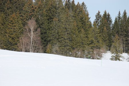 La Pesse 2015 Course de chiens de traineau (part1/2), IMG_5664