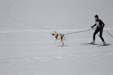 La Pesse 2015 Course de chiens de traineau (part1/2), IMG_5674