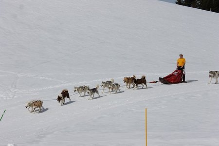 La Pesse 2015 Course de chiens de traineau (part1/2), IMG_5694