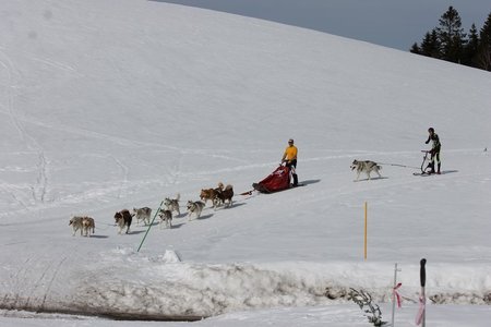 La Pesse 2015 Course de chiens de traineau (part1/2), IMG_5695
