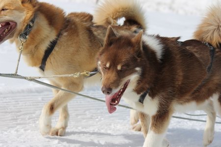 La Pesse 2015 Course de chiens de traineau (part1/2), IMG_5701