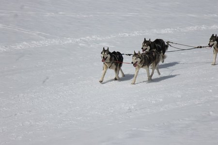 La Pesse 2015 Course de chiens de traineau (part1/2), IMG_5719