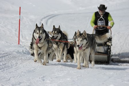 La Pesse 2015 Course de chiens de traineau (part1/2), IMG_5722