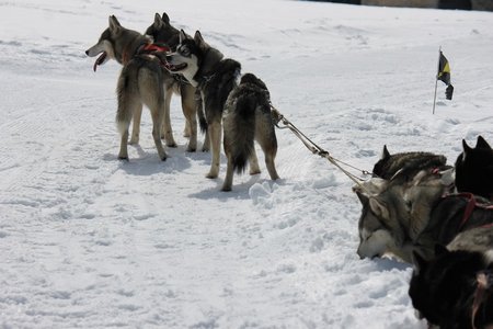 La Pesse 2015 Course de chiens de traineau (part1/2), IMG_5724