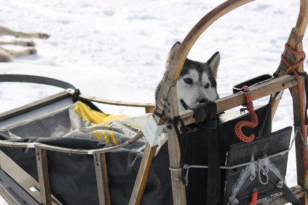 La Pesse 2015 Course de chiens de traineau (part1/2), IMG_5725