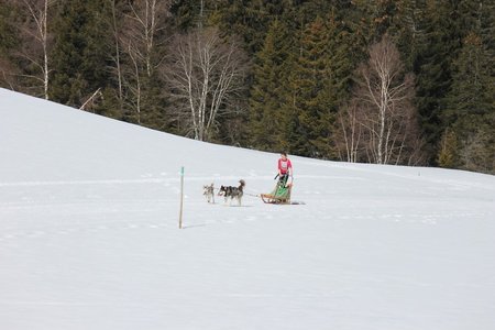 La Pesse 2015 Course de chiens de traineau (part1/2), IMG_5755