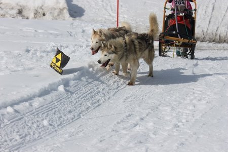 La Pesse 2015 Course de chiens de traineau (part1/2), IMG_5783