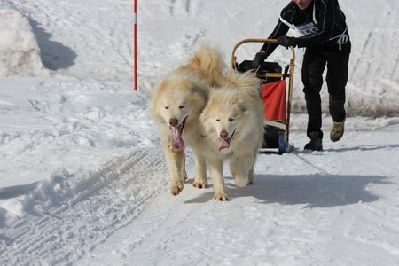 La Pesse 2015 Course de chiens de traineau (part1/2), IMG_5793