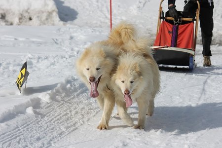 La Pesse 2015 Course de chiens de traineau (part1/2), IMG_5794