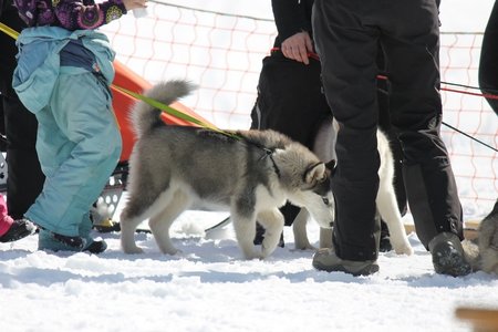 La Pesse 2015 Course de chiens de traineau (part1/2), IMG_5799