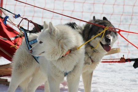 La Pesse 2015 Course de chiens de traineau (part1/2), IMG_5802