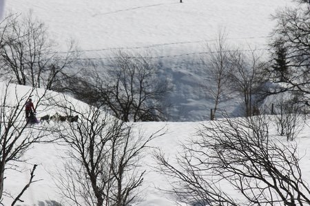 La Pesse 2015 Course de chiens de traineau (part1/2), IMG_5807