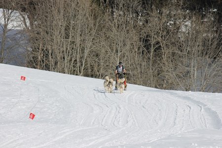 La Pesse 2015 Course de chiens de traineau (part1/2), IMG_5818