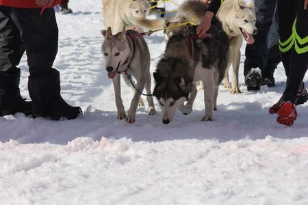 La Pesse 2015 Course de chiens de traineau (part1/2), IMG_5823
