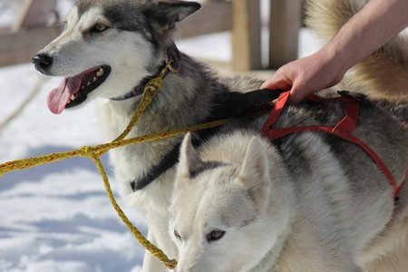 La Pesse 2015 Course de chiens de traineau (part1/2), IMG_5825