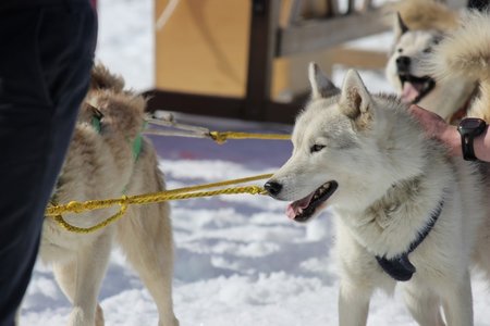 La Pesse 2015 Course de chiens de traineau (part1/2), IMG_5826