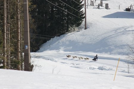 La Pesse 2015 Course de chiens de traineau (part1/2), IMG_5836