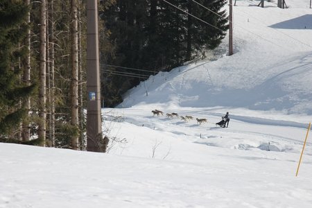 La Pesse 2015 Course de chiens de traineau (part1/2), IMG_5837