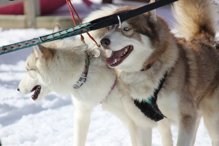 La Pesse 2015 Course de chiens de traineau (part1/2), IMG_5840