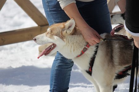 La Pesse 2015 Course de chiens de traineau (part1/2), IMG_5841