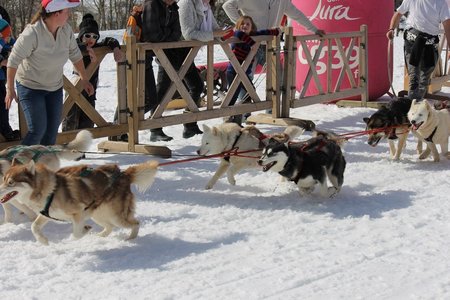 La Pesse 2015 Course de chiens de traineau (part1/2), IMG_5847