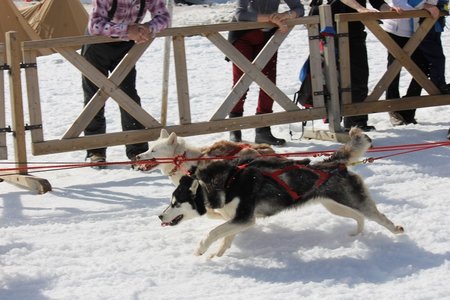 La Pesse 2015 Course de chiens de traineau (part1/2), IMG_5849