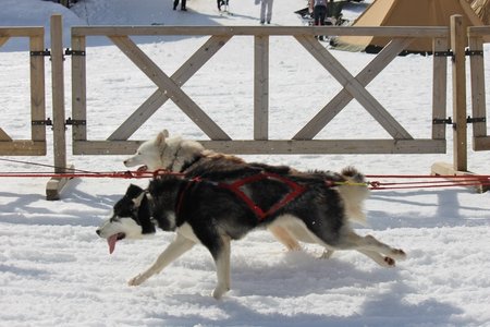 La Pesse 2015 Course de chiens de traineau (part1/2), IMG_5850