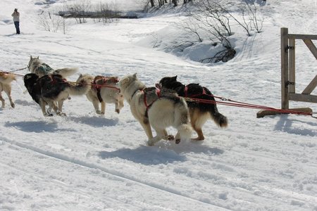 La Pesse 2015 Course de chiens de traineau (part1/2), IMG_5853