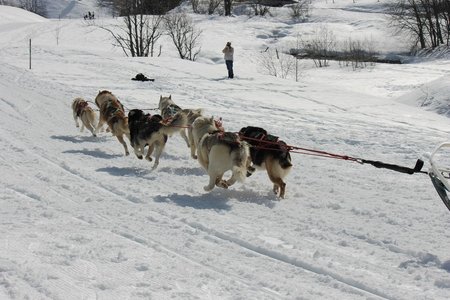 La Pesse 2015 Course de chiens de traineau (part1/2), IMG_5854