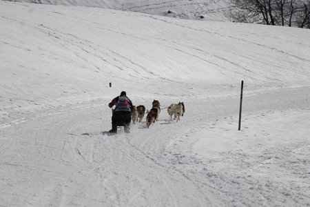 La Pesse 2015 Course de chiens de traineau (part1/2), IMG_5858