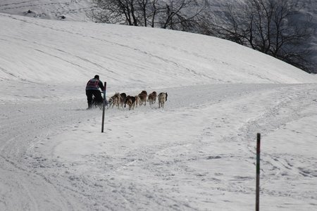La Pesse 2015 Course de chiens de traineau (part1/2), IMG_5859