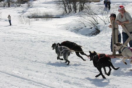 La Pesse 2015 Course de chiens de traineau (part1/2), IMG_5865