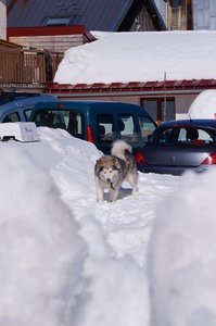 La Pesse 2015 Course de chiens de traineau ( part 2/2 ), DSC07940