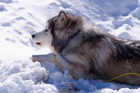 La Pesse 2015 Course de chiens de traineau ( part 2/2 ), DSC07946