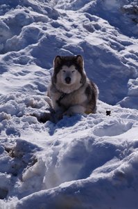 La Pesse 2015 Course de chiens de traineau ( part 2/2 ), DSC07953