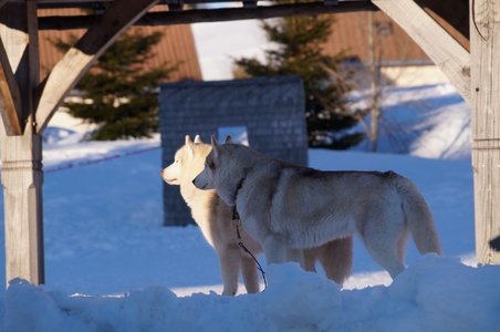 La Pesse 2015 Course de chiens de traineau ( part 2/2 ), DSC07957
