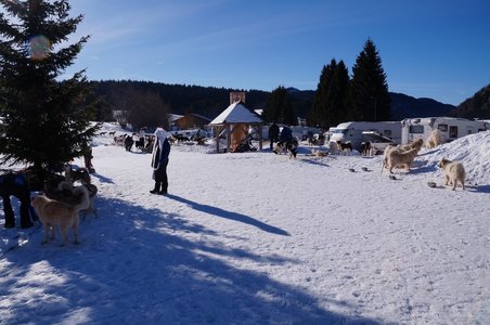 La Pesse 2015 Course de chiens de traineau ( part 2/2 ), DSC07959
