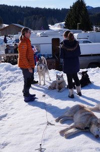 La Pesse 2015 Course de chiens de traineau ( part 2/2 ), DSC07967