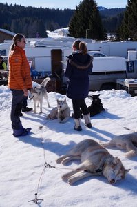 La Pesse 2015 Course de chiens de traineau ( part 2/2 ), DSC07968