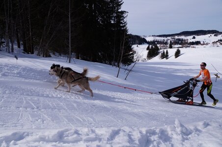 La Pesse 2015 Course de chiens de traineau ( part 2/2 ), DSC07983