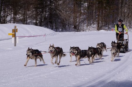 La Pesse 2015 Course de chiens de traineau ( part 2/2 ), DSC07984