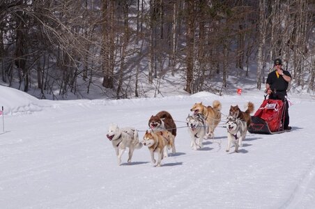 La Pesse 2015 Course de chiens de traineau ( part 2/2 ), DSC07985