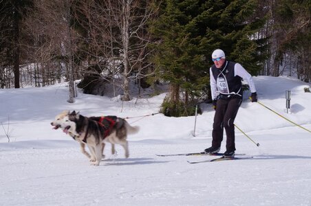 La Pesse 2015 Course de chiens de traineau ( part 2/2 ), DSC07993