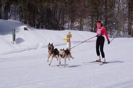 La Pesse 2015 Course de chiens de traineau ( part 2/2 ), DSC07994