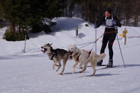 La Pesse 2015 Course de chiens de traineau ( part 2/2 ), DSC07996