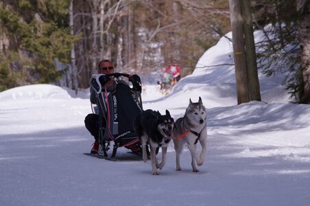 La Pesse 2015 Course de chiens de traineau ( part 2/2 ), DSC08009