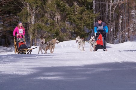 La Pesse 2015 Course de chiens de traineau ( part 2/2 ), DSC08015