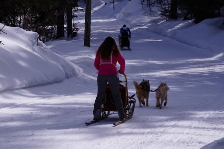 La Pesse 2015 Course de chiens de traineau ( part 2/2 ), DSC08019