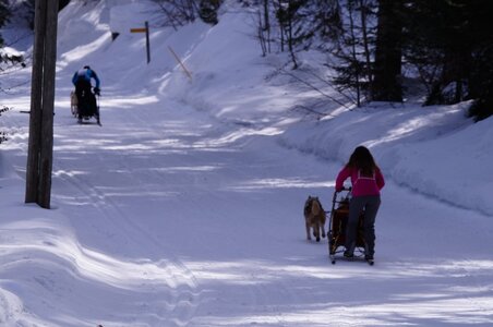 La Pesse 2015 Course de chiens de traineau ( part 2/2 ), DSC08020